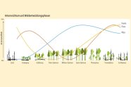 Grafik die den Lebenszyklus eines Waldes schematisch beschreibt