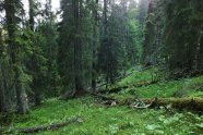 Umgestürzte Bäume liegen in einem Nadelwald.