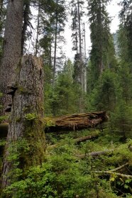 Bergmischwald am Hang mit Totholz.