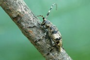 Ein Braun-grauer Käfer mit hellen Akzenten sitzt auf einem diagonal von links oben verlaufenden Laubholzast