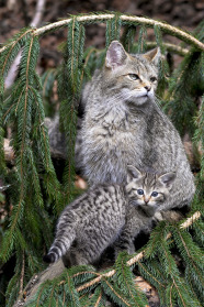 Zwei graue Katzen (eine groß, ein Junges) sitzen zwischen Fichtenzweigen