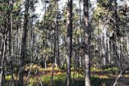 w72 Biodiversitätskriterien für Nachhaltigkeit im Wald Abb1