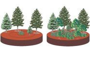 Zeichnung: Vergleich eines Inventurpunktes mit konzentrischen Probekreisen mit jeweils unterschiedlichen Kluppschwellen (links) mit einem Inventurpunkt, in dem alle Bäume erfasst werden (rechts).Erläuterungen im Text.