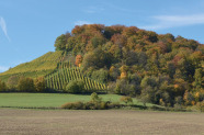Hügel mit Weinberg und Wald, davor landwirtschaftliche Nutzfläche. 