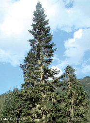 Das Foto zeigt im Vordergrund zwei Exemplare von Abies Bornmuelleriana. Im Hintergrund ist ein ganzer Bestand zu sehen.