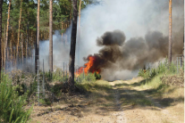 Beispielbild eines Waldbrandes