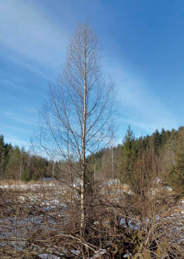 Ein Moorbirke ohne Blätter vor Freifläche und blauem Himmel im Bayrischen Wald