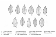Ähnliche Blätter von elf verschiedenen Bäumen.