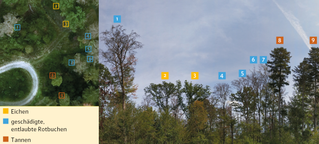 Vergleich von 2 Fotos eines aus der Vogelperspektive, eines von unten vom Boden in die Kronen