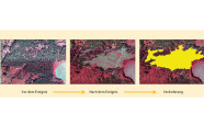 Drei Luftbilder eines Waldes, bei denen Veränderungen nach einem Sturm abgebildet sind