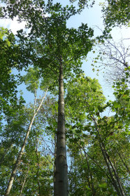 Starker alter geasteter Einzelbaum steht in einem Mischwald.