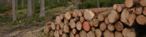 Holzpolter aus Fichtenstämmen