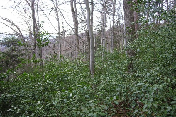 Die Europaische Stechpalme I Ilex Aquifolium I Baum Des Jahres 2021