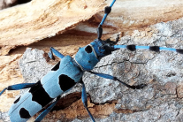 Ein himmelblauer Käfer mit schwarzer Zeichnung auf einem Stück hellen Buchenholz