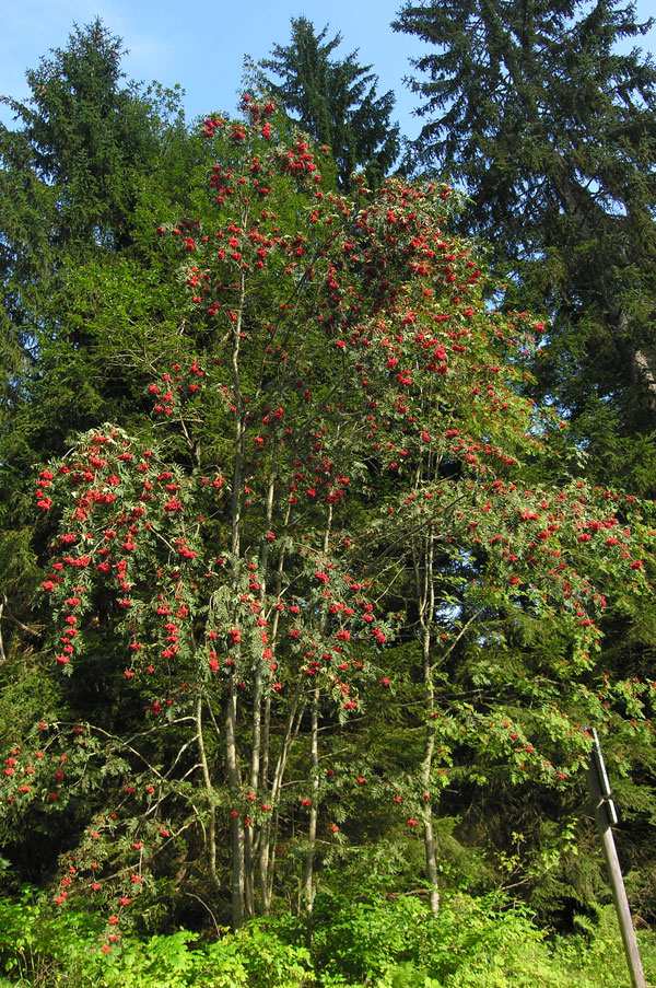 Die Vogelbeere (Sorbus aucuparia L.)