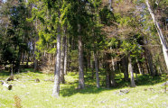 Auf dem Foto sieht man einen lichten Wald, der überwiegend aus Nadelbäumen besteht. Der Boden wird von der Sonne beschienen und ist mit Gräsern bewachsen.
