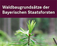 Das Titelbild der Waldbaugrundsätze der Bayerischen Staatsforsten zeigt eine junge Tanne.