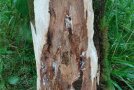 Angeschnittener Baumstamm mit braunen Verfärbungen und weißem Pilzgeflecht im Holz