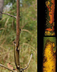 Das Bild zeigt dunkle Verfärbungen am Stamm einer jungen Esche. Zwei Bildeinschübe zeigen diese Verfärbungen in Großaufnahme.