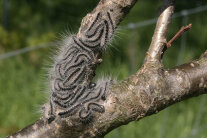 Raupengespinst des Eichenprozessionsspinners auf einem starken Ast eines Baums (Gabriela Lobinger, LWF)