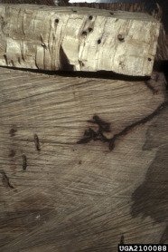 Holz mit braun-schwarzen Fraßspuren von Insekten.