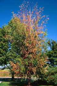 Birke mit abgestorbenen Blättern in der oberen Krone