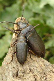 Zwei grau-schwarze Käfer auf einem Stück Holz