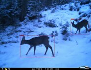 Zwei Rehe von Wildkamera aufgenommen