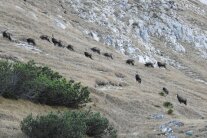 Vierzehn Gämse im Rudel beim Grasen auf der Bergwiese