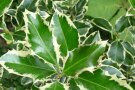 Ilex Sorte Argentea Marginata mit zackigen Blättern und weißer Umrandung