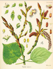 Die Abbildung zeigt eine grafische Darstellung von Blättern, Knospen, männlicher und weiblicher Blüten sowie der Samen der Schwarzpappel.