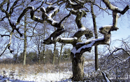 Das Foto zeigt ein Exemplar der Süntelbuche im Winter. Sie zeigt die typische krumme Wuchsform.