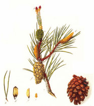 Das Bild zeigt eine historische Zeichnung der Knospen, Blüten und Zapfen der Waldkiefer 