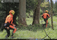Zwei Forstarbeiter auf dem Weg zur Fällung eines Baumes