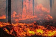 Das Bild zeigt einen brennenden Wald mit hochschagenden Feuerbrunsten.