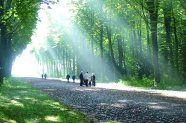 Waldweg in einem Laubwald auf dem Spaziergänger unterwegs sind