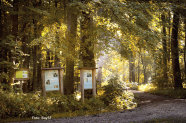 Weggabelung in einem Laubwald, an der drei Informationstafeln stehen. Im Hintergrund scheinen Sonnenstrahlen durch das Blätterdach.