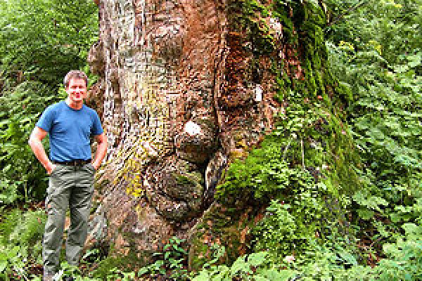 Der Bergahorn Ein Baum wie Bayern