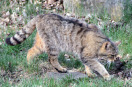 Pirschende Wildkatze
