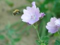 Biene fliegt zu blauer Blüte