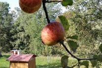 Blick auf eine Streuobstwiese mit Bäumen und Bienenkästen. Im Vordergrund hängen zwei Äpfel an einem Ast.