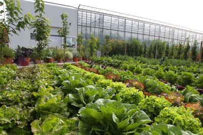 Großes Salatbeet, im Hintergrund ein Gewächshaus