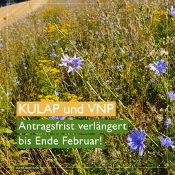 Bühwiese - KULAP und VNP Antragsfrist bis ende Februar verlängert