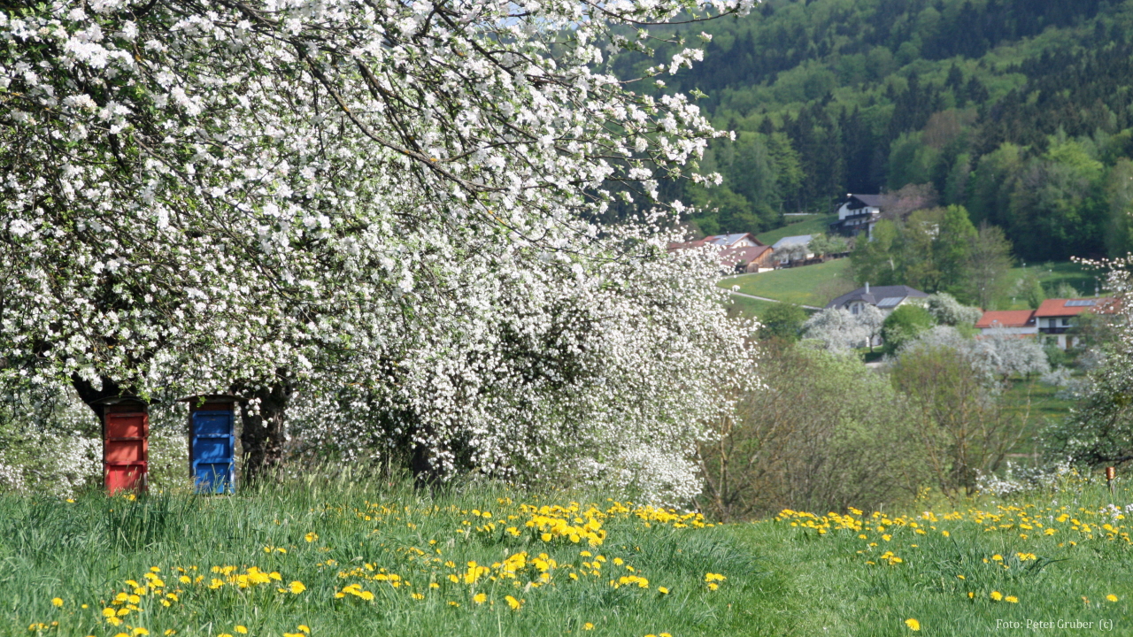 Blühender Baum auf einer Wiese. Darunter stehen Bienenkästen