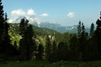 Gebirgswald in den Bayerischen Alpen