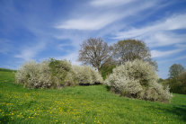 Schlehenhecken Ilmried