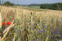 Wildkräuter in Getreidefeld