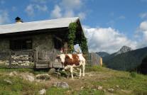 Rind vor einer Almhütte - Foto: Max Riesberg