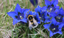 Hummel auf Enzianblüten - Foto: Max Riesberg