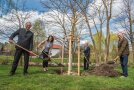 Ministerin mit drei Personen beim Pflanzen einer Linde